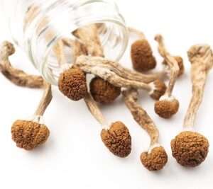 Buy the Best Magic Mushrooms For Sale Online in The USA