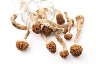 Buy the Best Magic Mushrooms For Sale Online in The USA