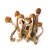 buying psychedelic mushrooms online