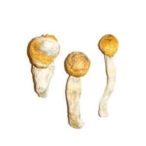 buy magic mushrooms online 