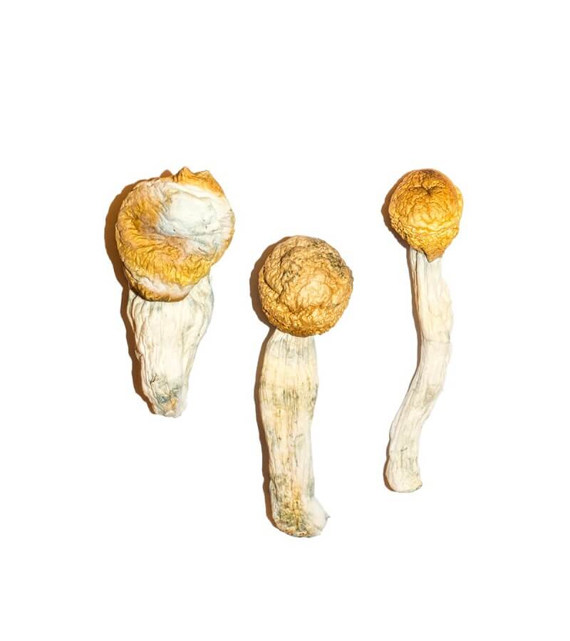 Buy magic mushrooms online