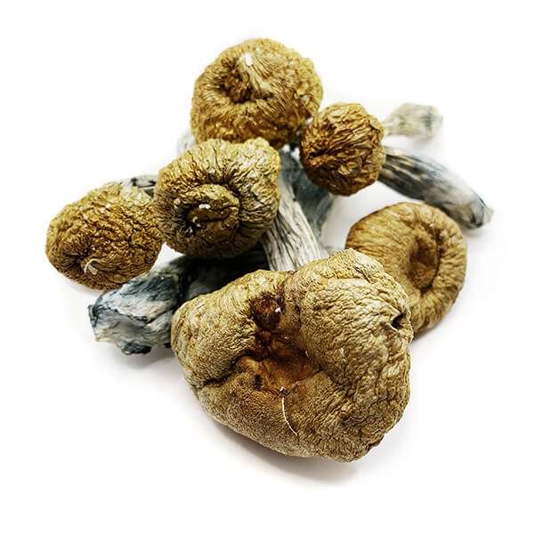 can u overdose on shrooms