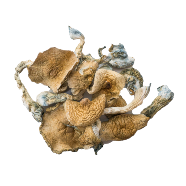 Chodewave Magic Mushrooms magic mushrooms dc