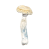magic mushroom dispensary