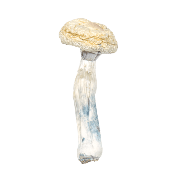 Albino Penis Envy mushroom