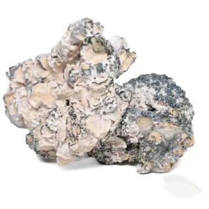 magic mushrooms for sale