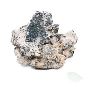 how long for shrooms to kick in