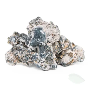 magic mushrooms for sale