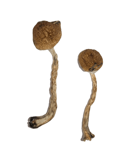 Malabar-Magic-Mushrooms malabar mushroom