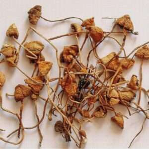 shrooms for sale | liberty cap mushroom