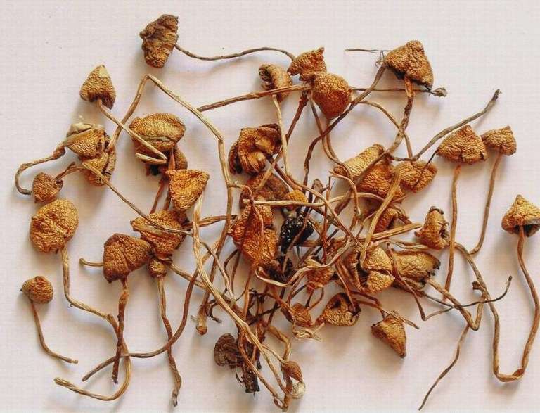 liberty-caps shrooms for sale | liberty cap mushroom