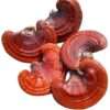 reishi mushrooms for sale
