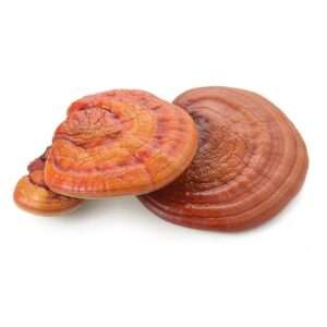 reishi mushroom for sale